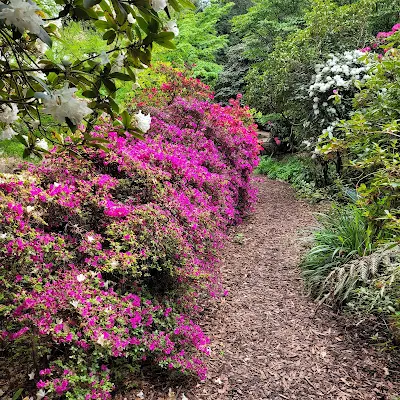 Rhododendrongarten