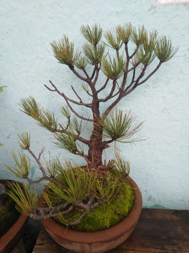 Arte Bonsai Otomí - Thumbnail