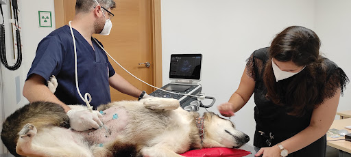 Clínica Veterinaria Albufereta