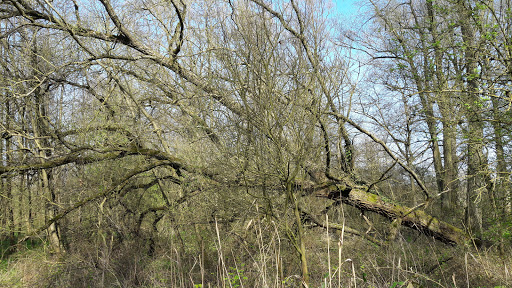 Marais de Fretin parking - Thumbnail