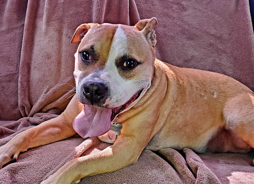 Pinnacle Animal Hospital - Thumbnail