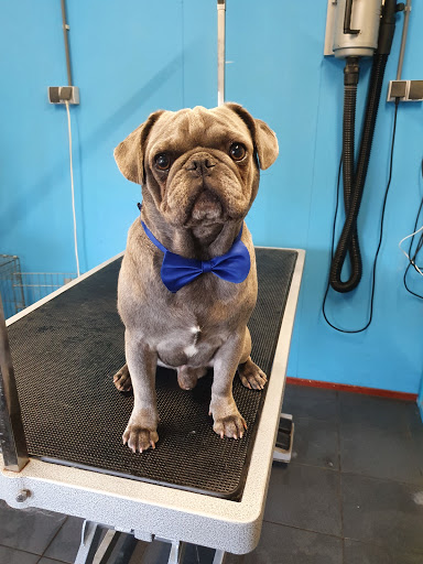 Trimsalon en uitlaatservice Pug's - Thumbnail