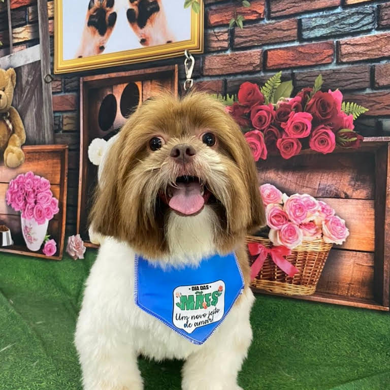 Cãobeleireiro Estética Animal: Pet Shop no Vila Bocaina, Mauá