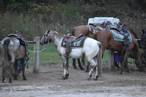 Wild 3L Ranch - Thumbnail