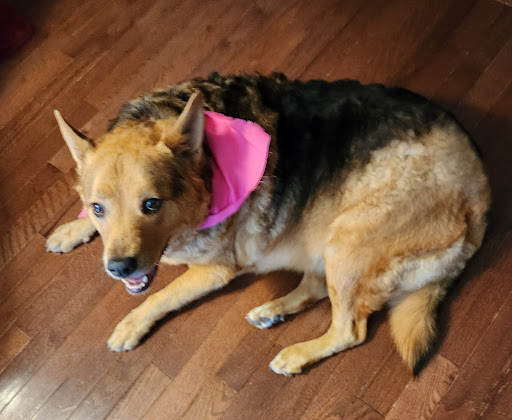 PetSuites Braselton - Thumbnail