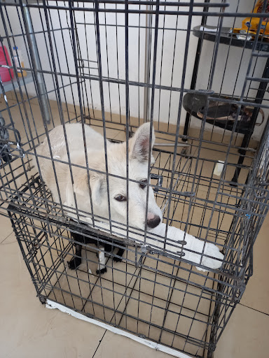 Veterinaria 24hrs