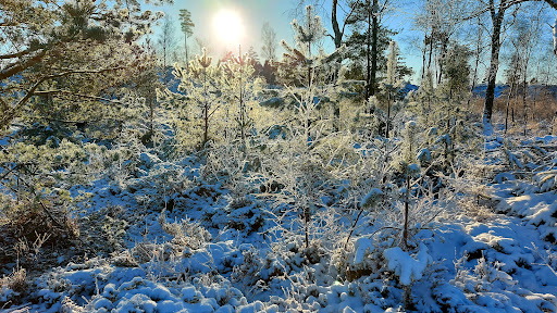 Mästocka ljunghed - Thumbnail