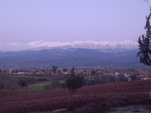 Alaçat farm