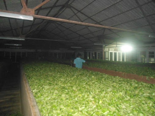 Ethgandara Tea Factory, Author: Rajeewa Walawage