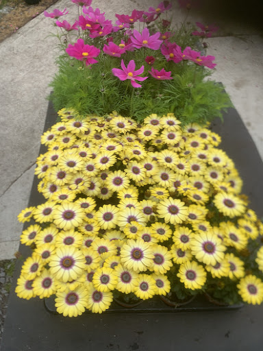 Boxtree Nursery And Garden Centre Gallery - United Kingdom