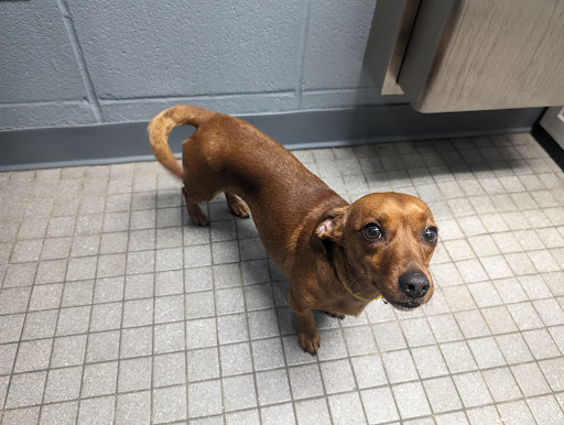 Livingston Parish Animal Shelter - Thumbnail