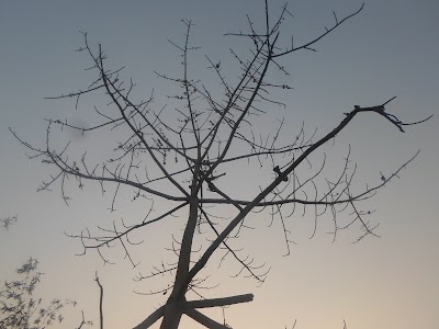 Photos of Brihospotipur Social Garden