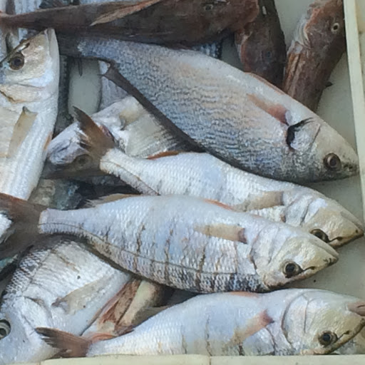 Motobarca "Dollaro" - vendita diretta pesce fresco