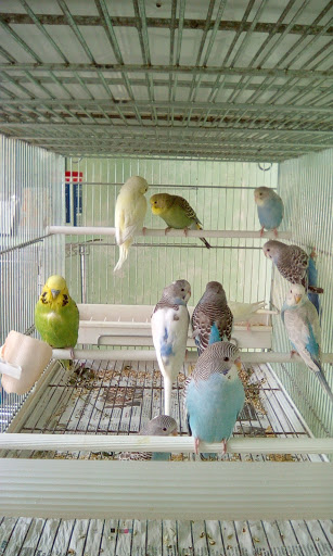Code Birichine - Thumbnail