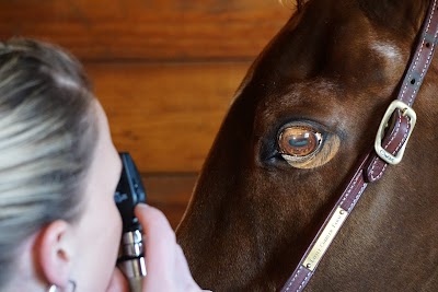 GREAT BAY EQUINE