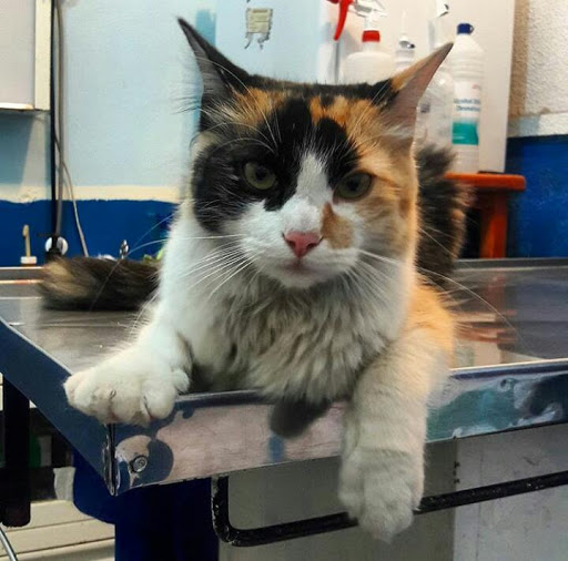 Consultorio Veterinario Alfa-Vet - Thumbnail