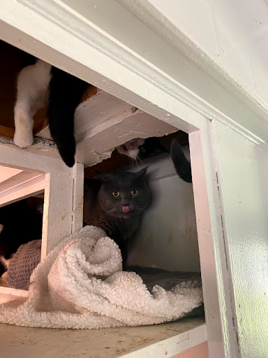 Loyalist Humane Society - Thumbnail