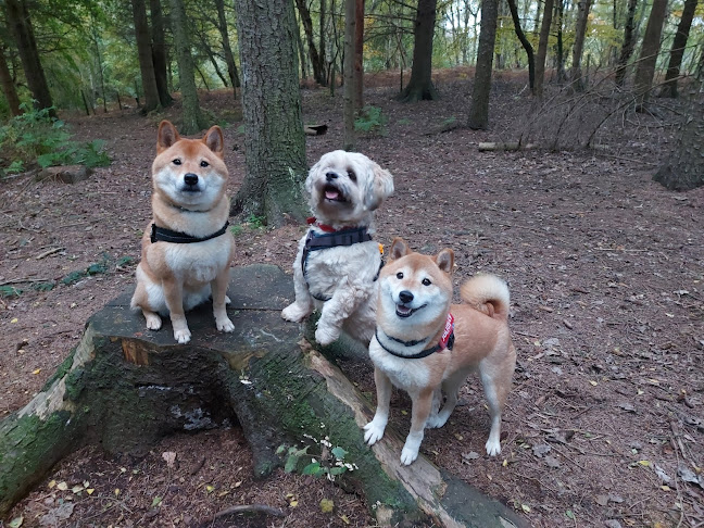 Premier K9: Professional dog walking Open Times