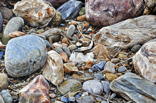 Online Wildlife Art Shop Gallery - United Kingdom