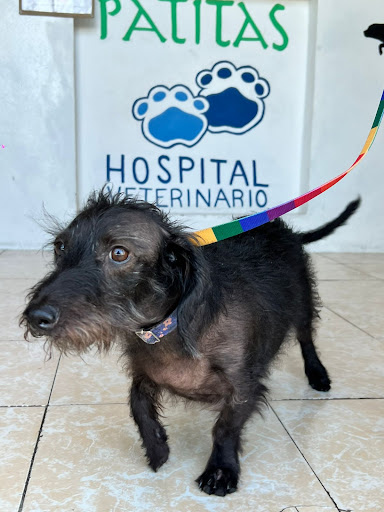 Hospital Veterinario Patitas Emergencias 24 HRS