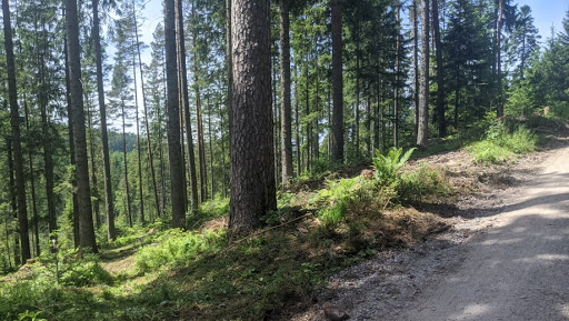 FriedWald Badener Höhe - Thumbnail