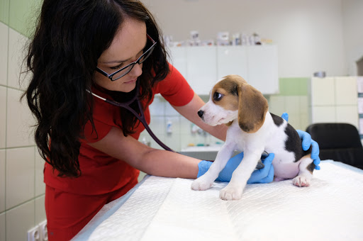 Przychodnia weterynaryjna ""Manta"" Warszawa