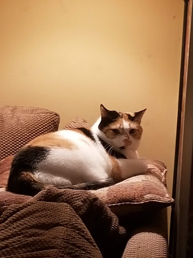 Corbin Animal Clinic - Thumbnail