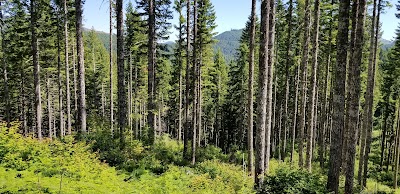 Parker Creek Falls