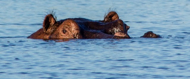 Okavango Delta