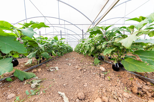 Centro Distribuzione Ortofrutta F.lli Setzu - Thumbnail