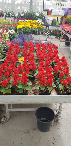 Houssaye Fleurs - Thumbnail