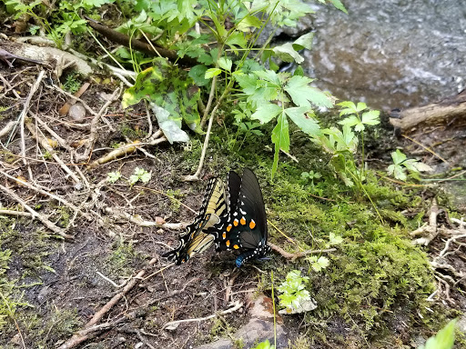 Coleman River Scenic Area - Thumbnail