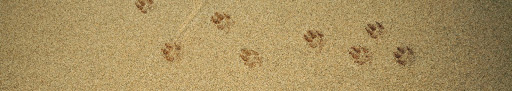 Clínica Veterinaria Pet Island