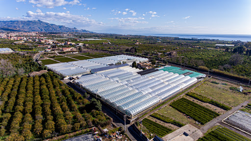 Azienda Agricola Bonaccorso Giuseppe - Bonaccorso Plants - Thumbnail