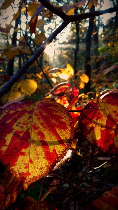 A Walk in the Woods Smoky Mountains hiking and backpacking tours