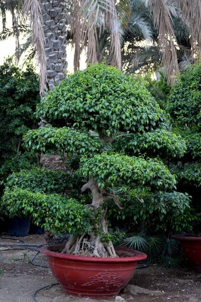 Photos of مشتل دبا الفجيرة