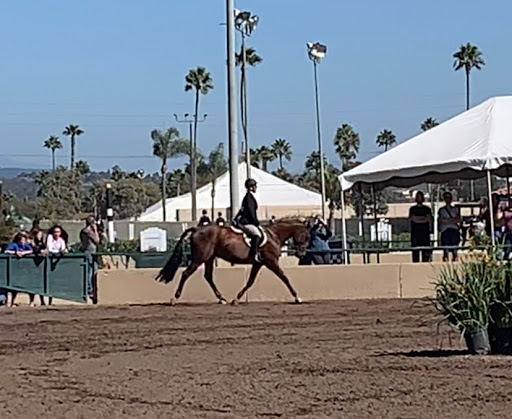 Letters & Lines Equestrian Riding and Training - Thumbnail