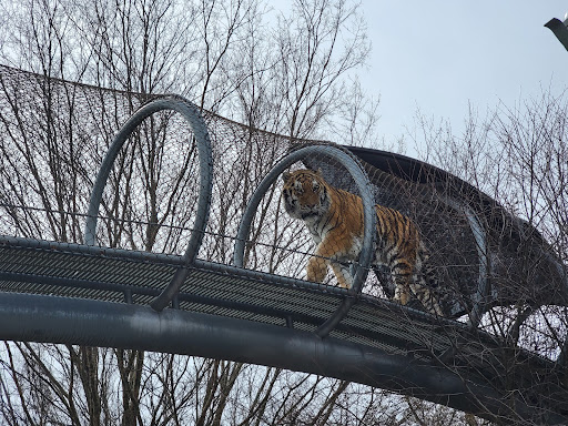 Big Cat Falls - Visual