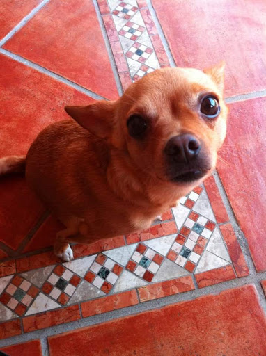 Ambulatorio e fisioterapia Veterinaria Dog Fitness Gallery - Italy