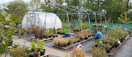 Purple Trees Garden Nursery - Thumbnail