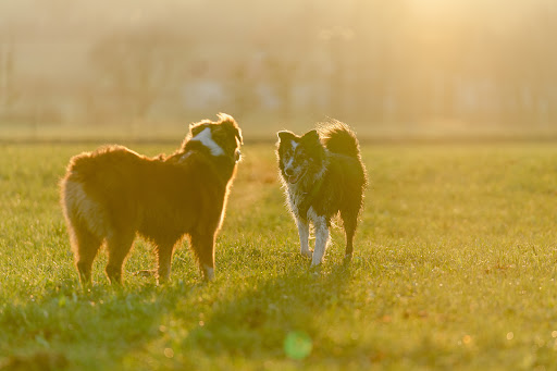 Dog It Together - Education et Comportement Canin