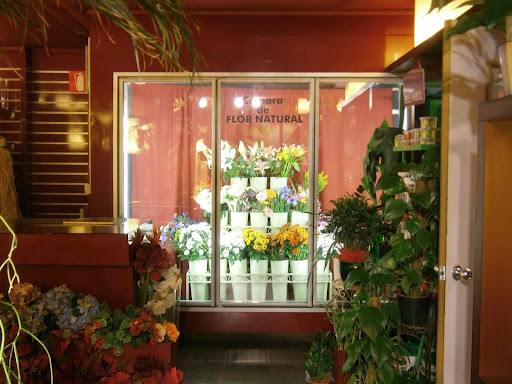 Tree Florist - Visual