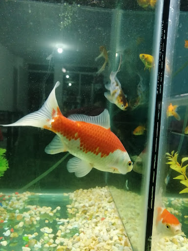 Acuario JMC Gallery - Mexico