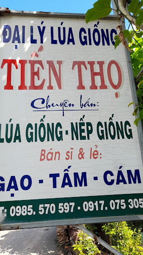 Lúa Giống Tiến Thọ, Tân Thành A, Tân Hồng, Đồng Tháp