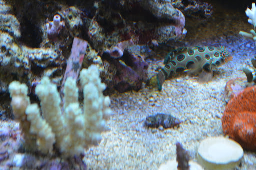 Premium Aquatics - Thumbnail