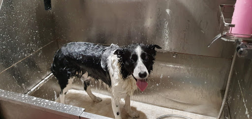 Absolute Dogs Gallery - United Kingdom