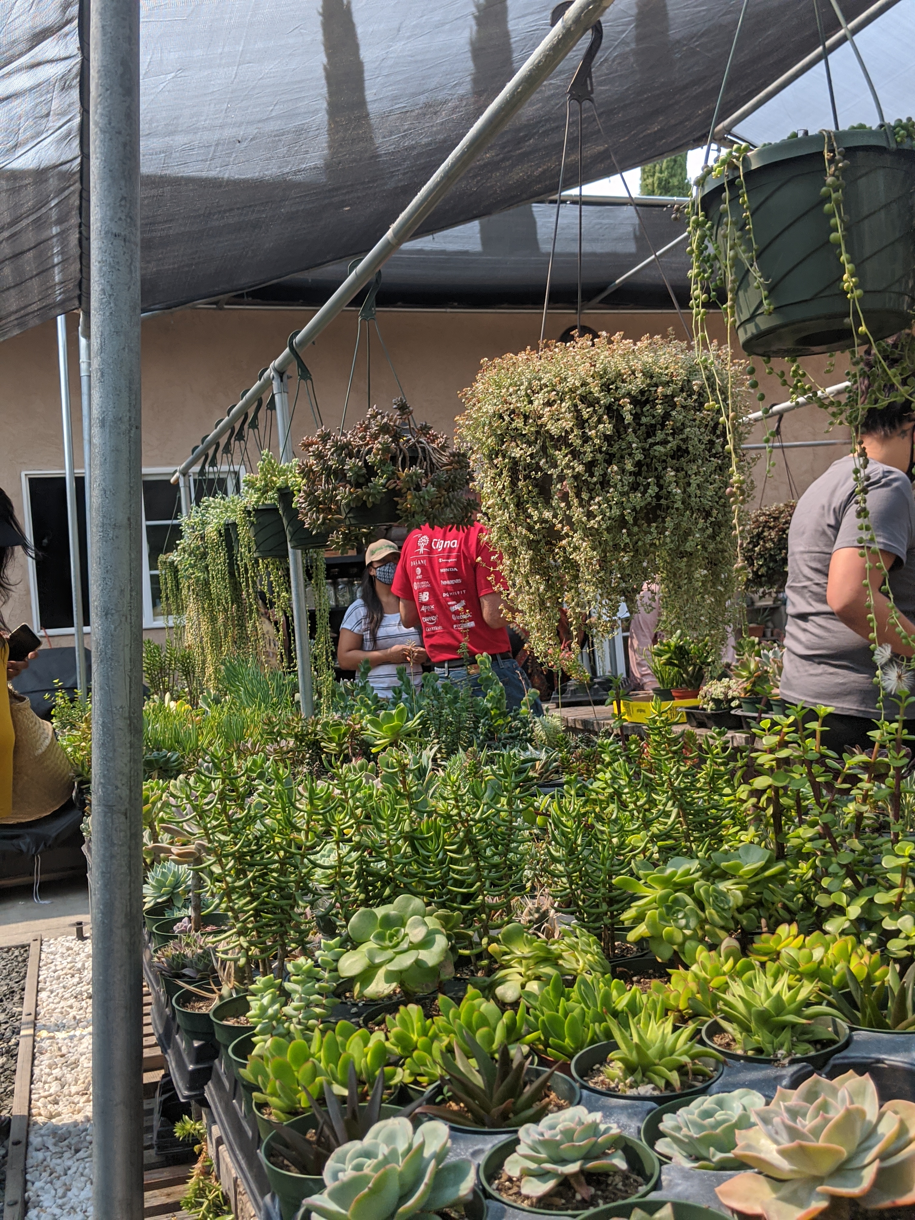 Darlina's Succulent Garden