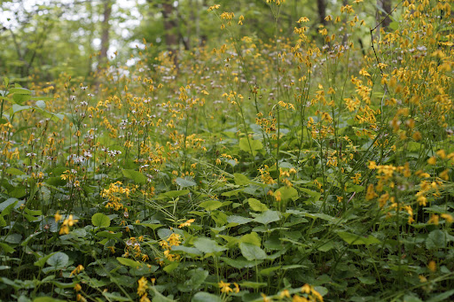Marie Butler Leven Preserve - Thumbnail