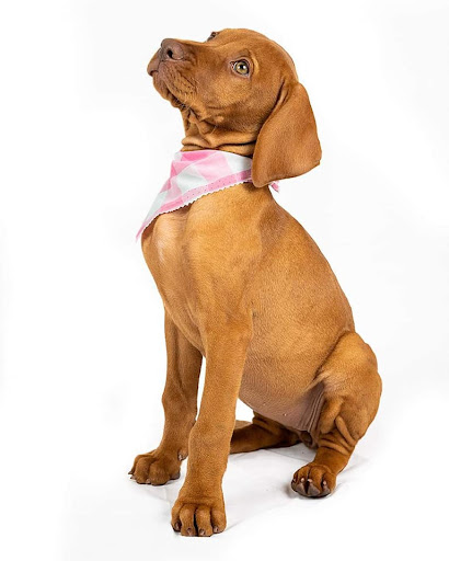 PAWS GALORE - Dog Grooming Spa