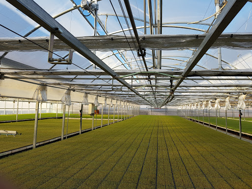 SEMILLEROS FRUTOPLAN - Foto 1